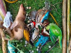 
      
      New Study Highlights the Threats of Illegal Ritualistic Hunts 
      
      