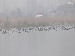 
      
      J-K: Hokersar Wetland becomes sanctuary for migratory birds
      
      