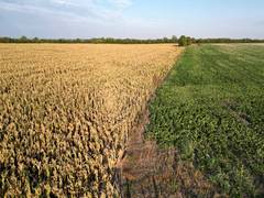 
      
      Punjab cotton growers raise concerns over falling prices
      
      