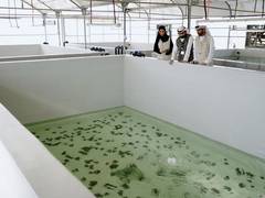
      
      EAD executes region’s first freshwater oyster pearl aquaculture 
      
      