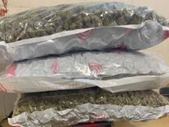 
      
      Customs seizes marijuana worth over Rs 11 crore at Mumbai airport
      
      