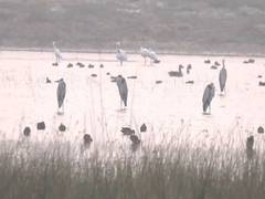 
      
      Tourists flock Nal Sarovar to witness migratory birds
      
      