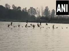 
      
      Siberian birds at Barjghat
      
      