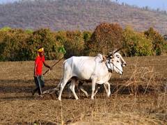 
      
      UP gets Rs 1599 cr, AP gets Rs 446 cr for rural development
      
      
