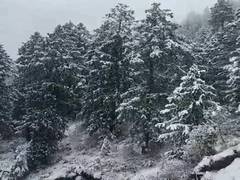
      
      Heavy snowfall disrupts life in Himachal Pradesh
      
      