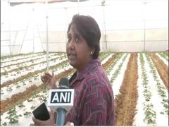 
      
      Tripura experiments with strawberry cultivation in open fields
      
      