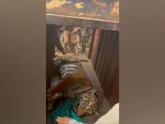 
      
      Mamata Banerjee congratulates officials for rescuing tigress
      
      