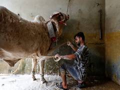 
      
      Pakistan: Cattle traders block roads in Bannu 
      
      