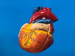 
      
      Artificial heart patients can regenerate heart muscles: Study
      
      