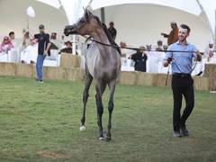 
      
      Dubai Arabian Horse Stud Auction generates AED 5.5 million in sal
      
      