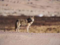 
      
      GEER foundation study shows wolves inhabit 2,217.66 square kms
      
      