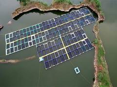 
      
      Pradhan Mantri Matsya Sampada Yojana strengthens blue economy 
      
      