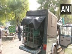 
      
      Three injured in tiger attack at Mahukheda village in Dausa 
      
      