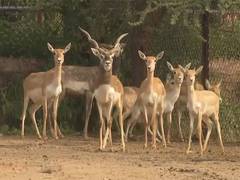 
      
       Wildlife in Nahargarh Biological Park get special care amid wint
      
      