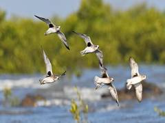 
      
      ‘Coastline-Waders Bird Census’ to be conducted in Jamnagar
      
      