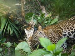 
      
      Leopard caught in snare found in Kannur
      
      