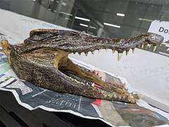 
      
      Canadian arrested at Delhi Airport for smuggling crocodile skull
      
      