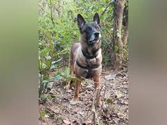 
      
      CRPF starts e-platform for retired sniffer, assault dog adoption
      
      