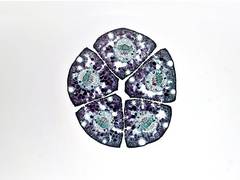 
      
      Research discovers new skeletal tissue for for regeneration
      
      
