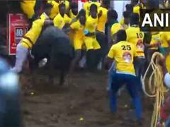 
      
      Jallikattu event in Tamil Nadu's Madurai begins
      
      