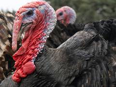 
      
      Israel: 14th case of bird flu this season uncovered
      
      