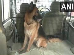 
      
      Saif Ali Khan stabbing incident: Police bring in sniffer dog to i
      
      