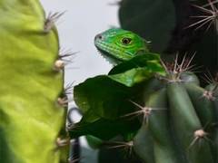 
      
      Climate change driving ‘cost-of-living' squeeze in lizards: Study
      
      