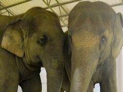 
      
      Vantara welcomes ISKCON elephants for rehabilitation
      
      