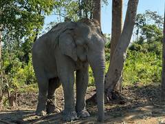 
      
       Vantara to offer chain-free haven for 20 rescued elephants
      
      