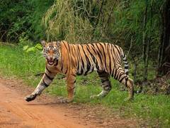 
      
      'Man-eater' tiger was found dead in Kerala's Wayanad
      
      
