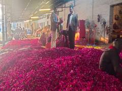 
      
      25 Quintals of rose petals for Mauni Amavasya celebration
      
      