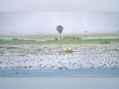 
      
      World Wetlands Day: The Art of Living Safeguards Nature
      
      