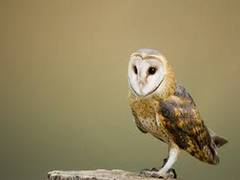 
      
      Wildlife Department rescues injured Owl in Udhampur
      
      