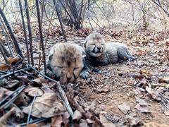 
      
      Cheetah family grows in Madhya Pradesh as Kuno welcomes 2 cubs
      
      