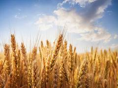 
      
      Balochistan's new agricultural income tax bill sparks opposition 
      
      