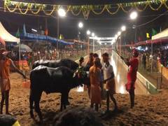 
      
      Over 160 pairs of buffaloes take part in Kambla in Mangaluru 
      
      