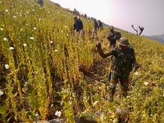 
      
      Manipur: Security forces destroy illicit poppy cultivation 
      
      
