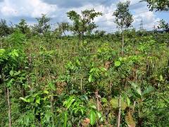 
      
      Puravankara pledges to plant 1 million trees
      
      