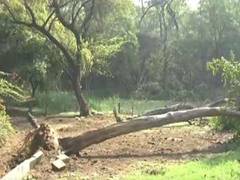 
      
      Old tree uprooted at Jheel Park after 4.0-magnitude earthquake
      
      