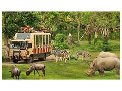 
      
      Indonesian Safari Park: An African-Style Safari in Asia
      
      