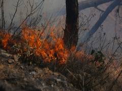 
      
      Nepal sticks to traditional measures to control forest fire as th
      
      