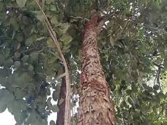 
      
      Odisha's Red sanders jungle loses thousands of trees in 33 Years
      
      