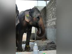 
      
      Elephant Rehabilitation Can Set Example for Captive Facilities
      
      