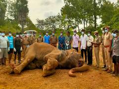 
      
      TN: 60-year-old female elephant passes away in Trichy
      
      