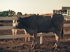 
      
      Cabinet approves revision of livestock health programme
      
      