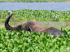 
      
      Kerala: Severely wounded elephant tranquilised in Kannur 
      
      