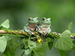 Amphibians bounce-back from Earth’s greatest mass extinction