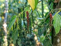 
      
      India's Black Pepper Market Faces Supply Challenges 
      
      