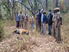 
      
      Tamil Nadu: Male tiger found dead in Nilakottai Forest Reserve
      
      