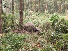 
      
      Forest officials discover carcass of elephant in Bagdogra
      
      